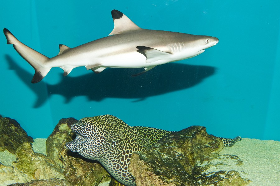 Blacktip Reef Shark (Carcharhinus melanopterus) in Aquarium